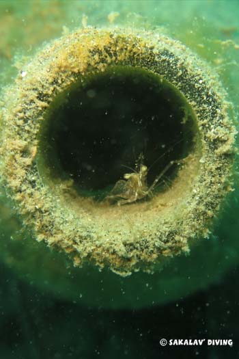 Recif artificiel bouteilles à Nosy Be